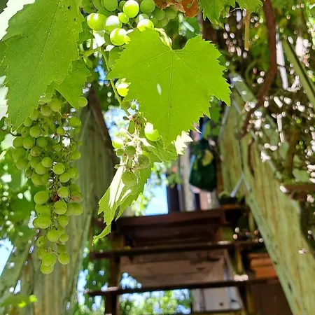 L'incanto Del Trasimeno Con Giardino Vista Nel Cuore Di Castiglione 펜션 *